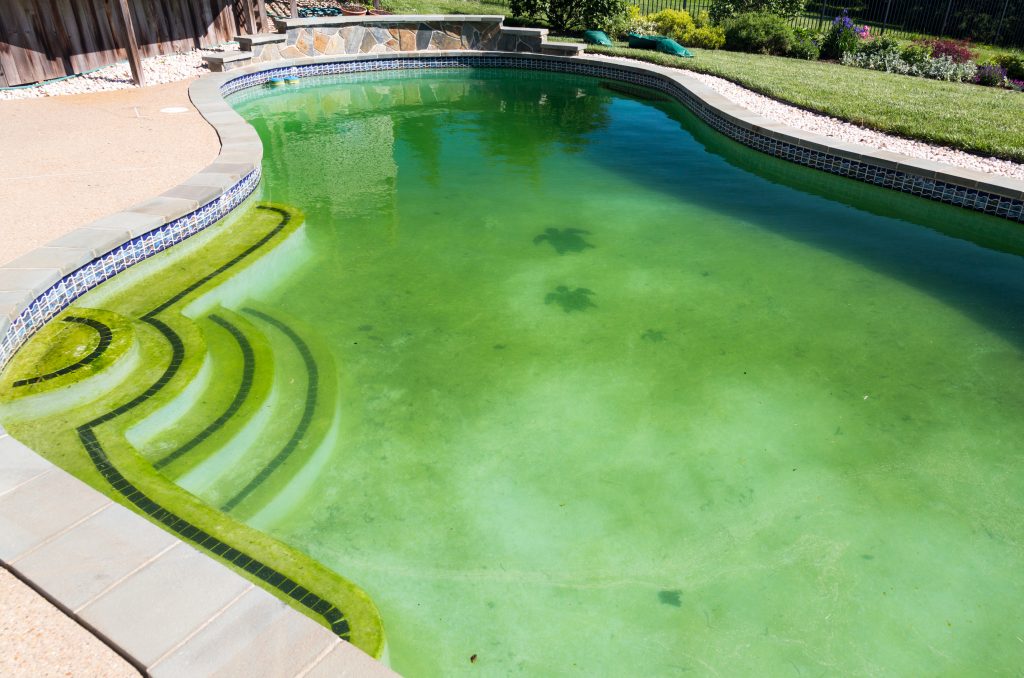 how to clean a green swimming pool