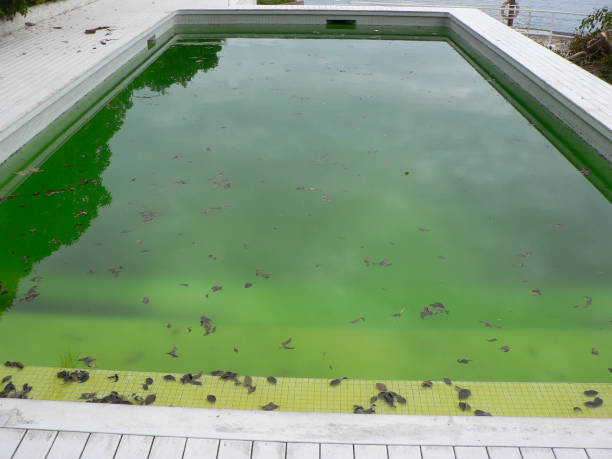 How to clean a green swimming pool